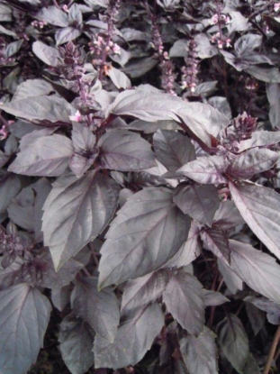 Picture of Basil Dark Opal